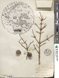 Picea mariana image