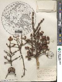 Picea mariana image