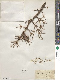 Picea mariana image