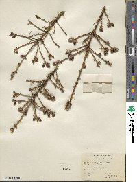 Picea mariana image