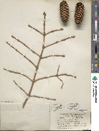 Picea pungens image