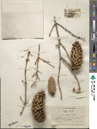 Picea pungens image