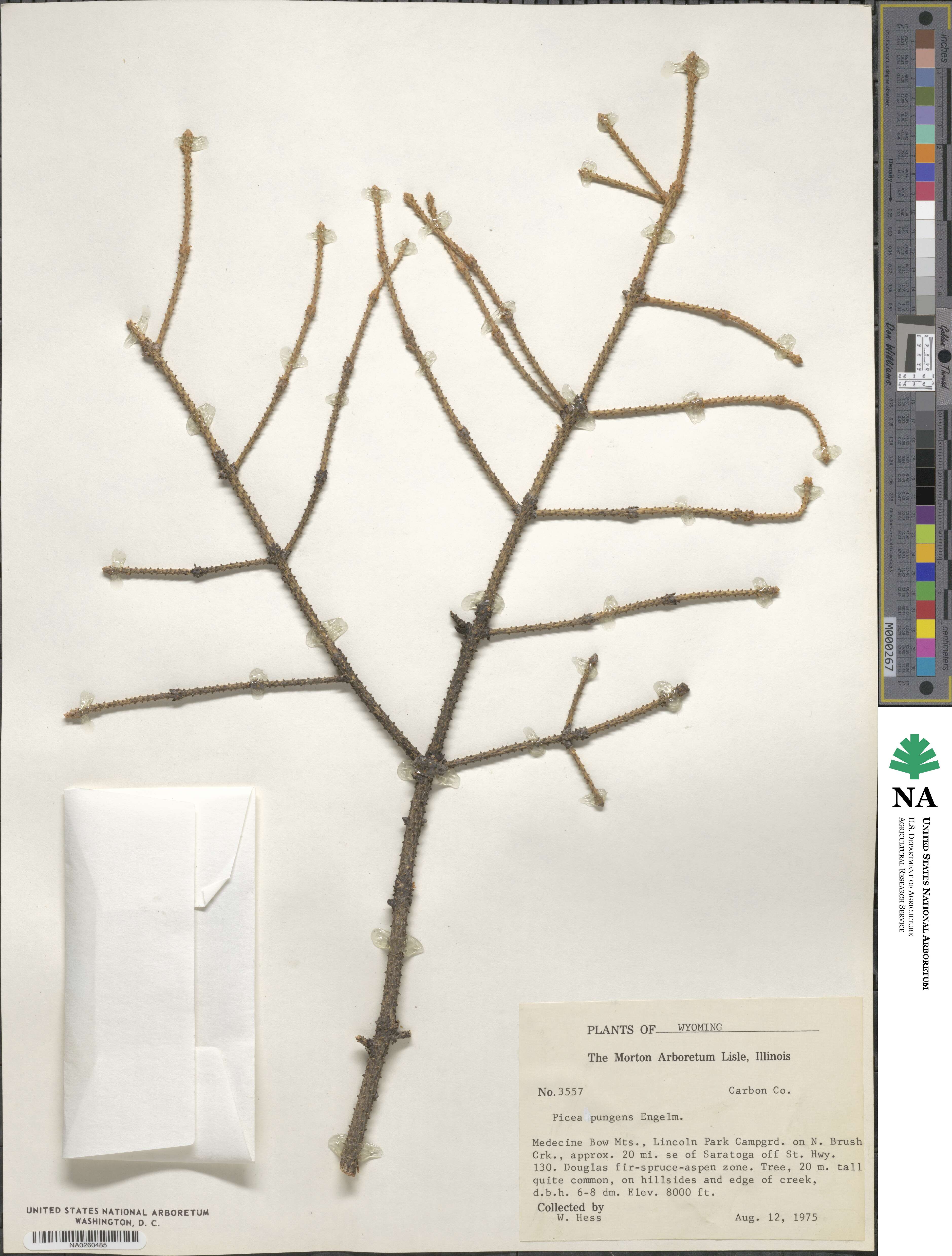 Picea pungens image