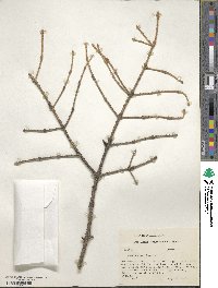 Picea pungens image