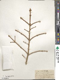 Picea pungens image