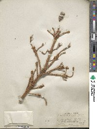 Picea pungens image