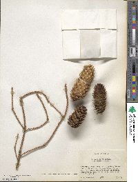 Picea pungens image