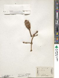 Picea pungens image