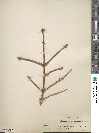 Picea pungens image