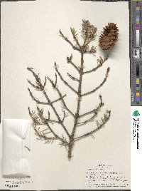 Picea pungens image