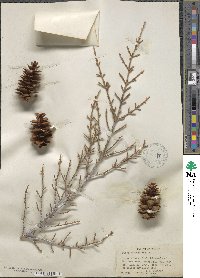 Picea pungens image