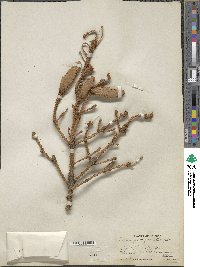 Picea pungens image