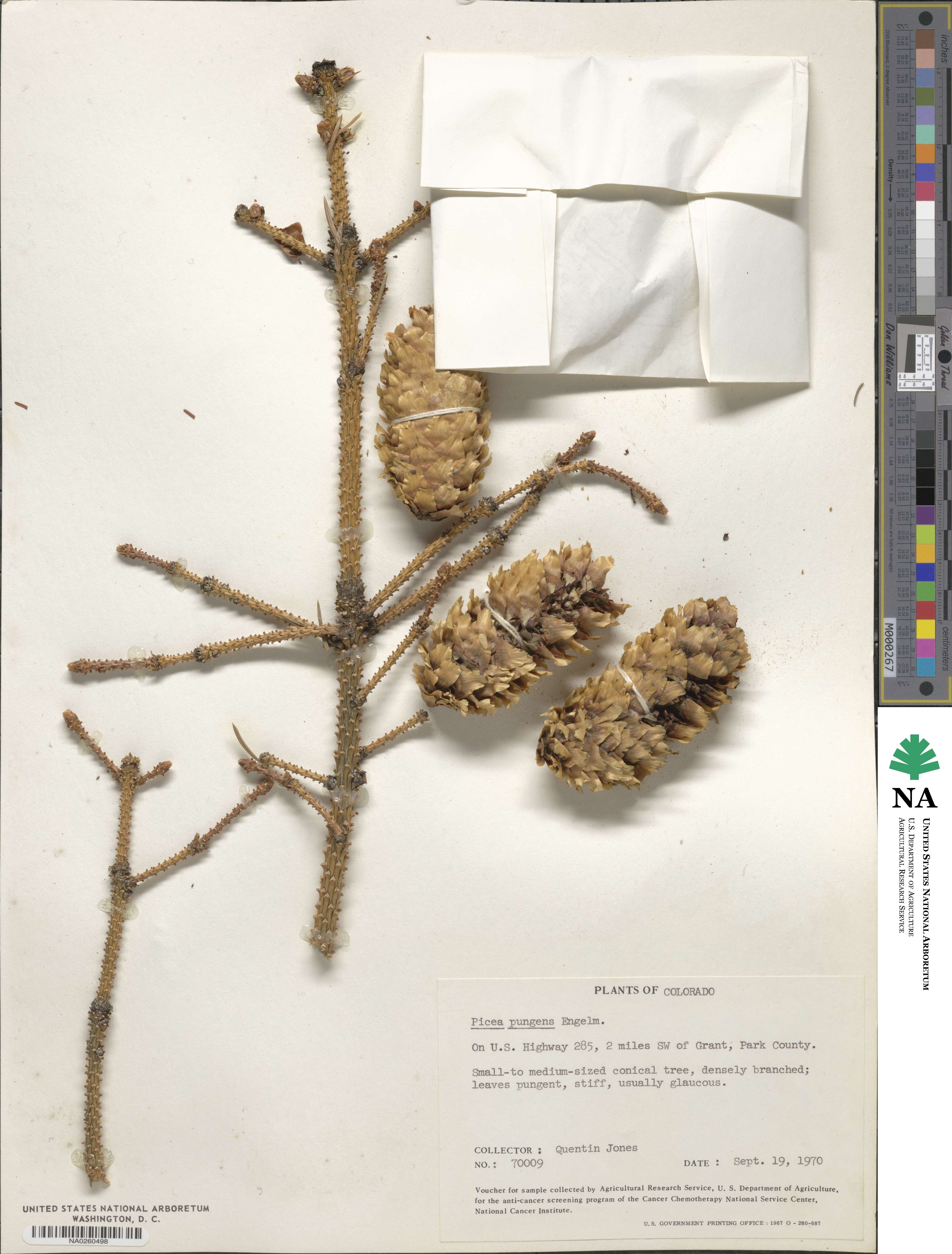 Picea pungens image