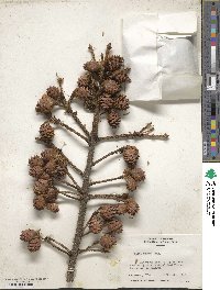 Picea rubens image