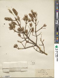 Picea rubens image