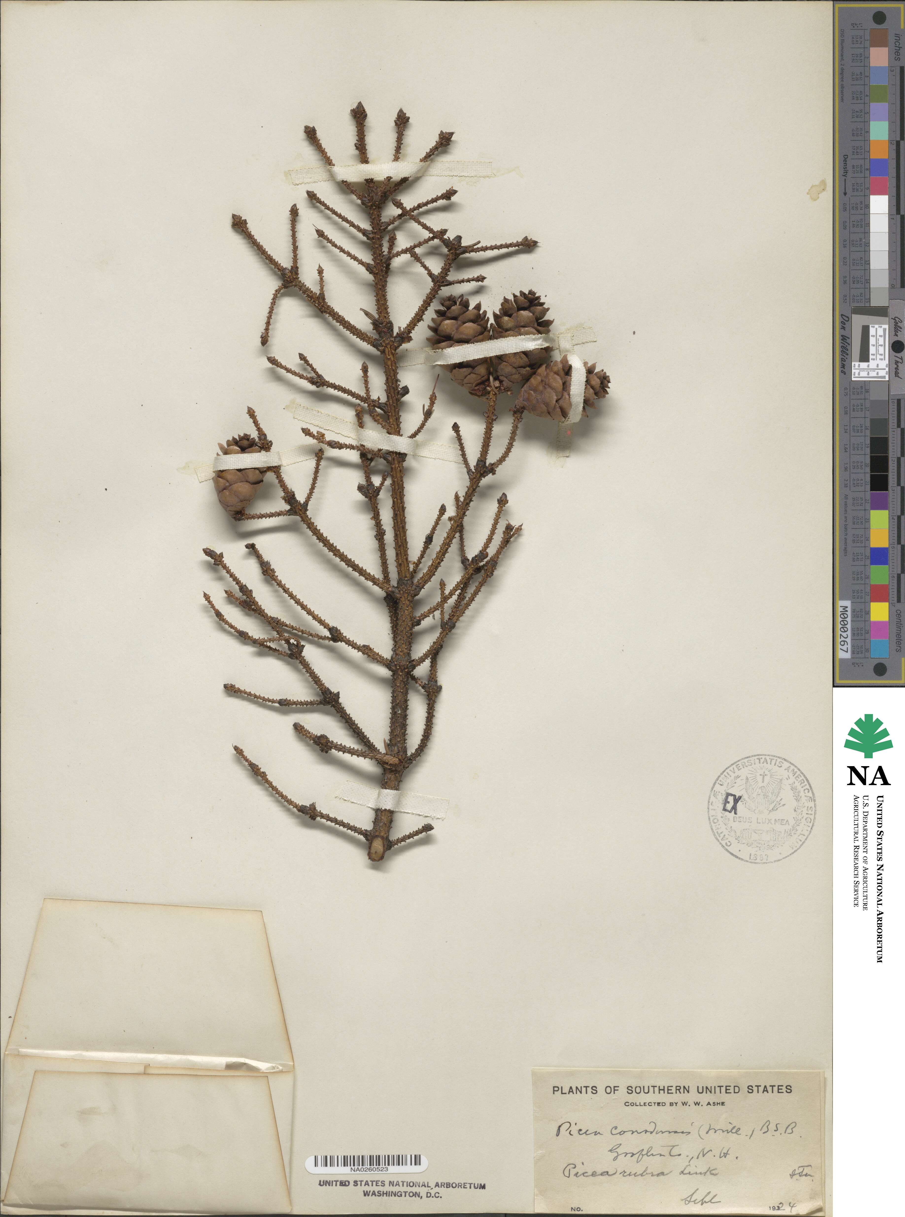 Picea rubens image