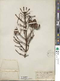 Picea rubens image