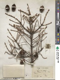 Picea rubens image