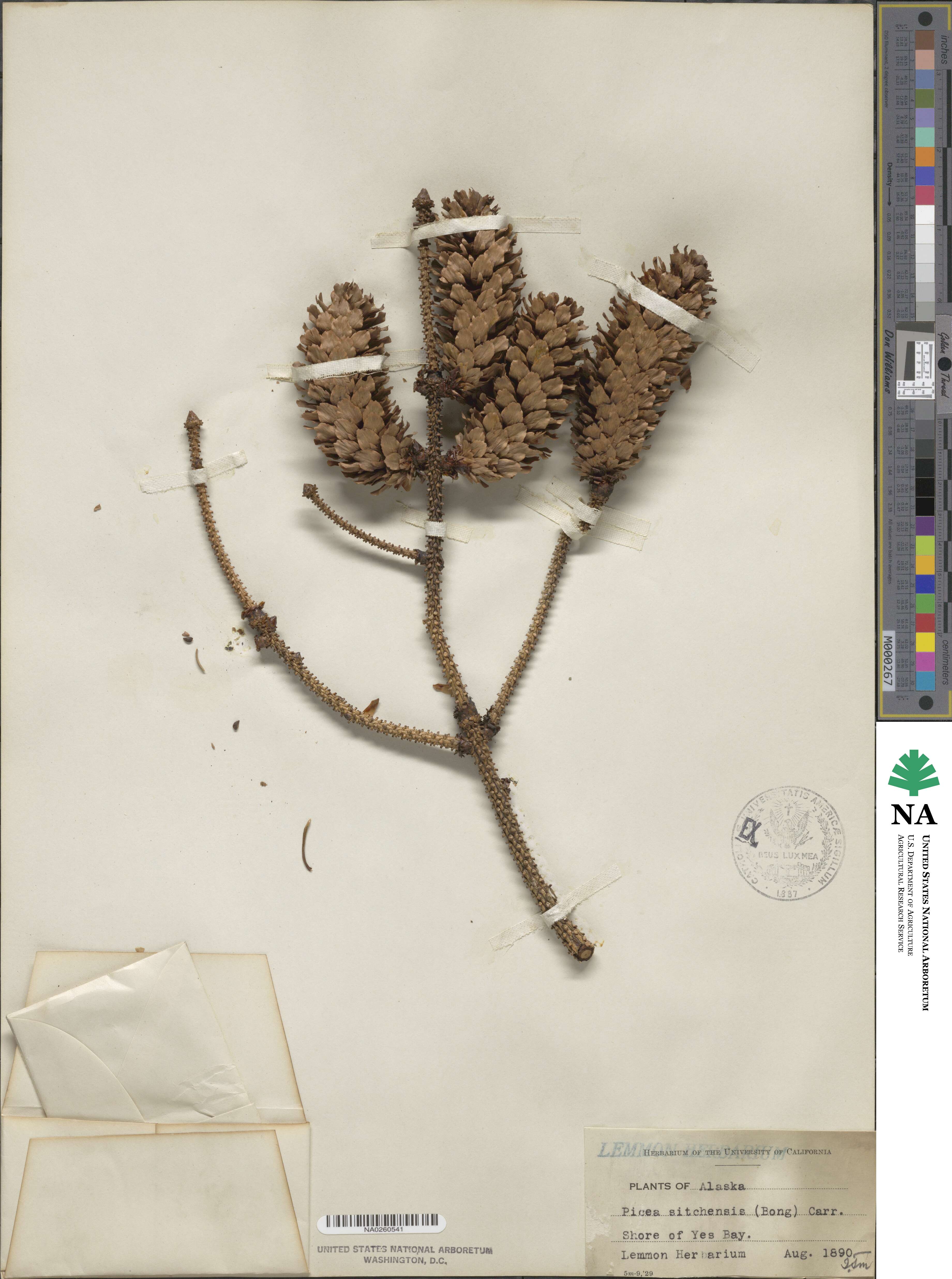 Picea sitchensis image