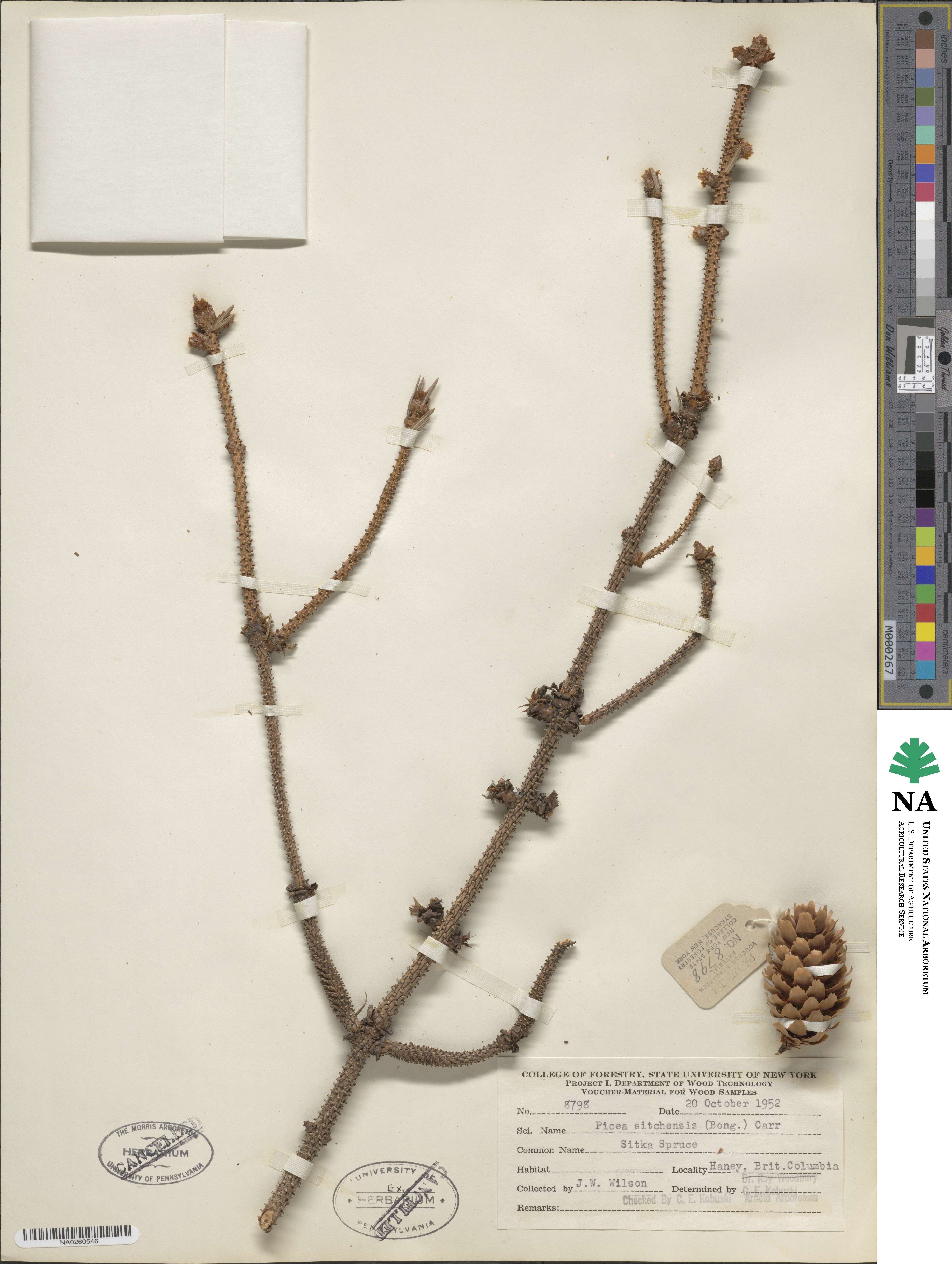 Picea sitchensis image