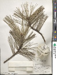 Pinus thunbergii image