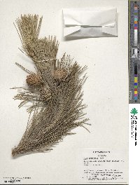 Pinus thunbergii image