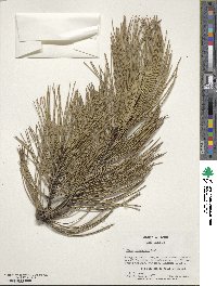 Pinus thunbergii image