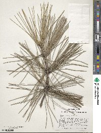 Pinus thunbergii image