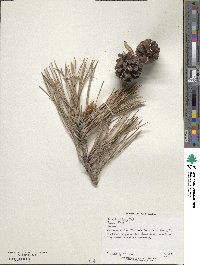 Pinus thunbergii image