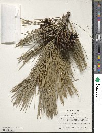 Pinus thunbergii image