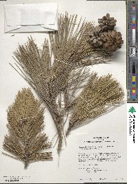 Pinus thunbergii image