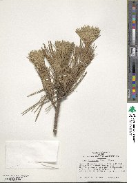 Pinus thunbergii image