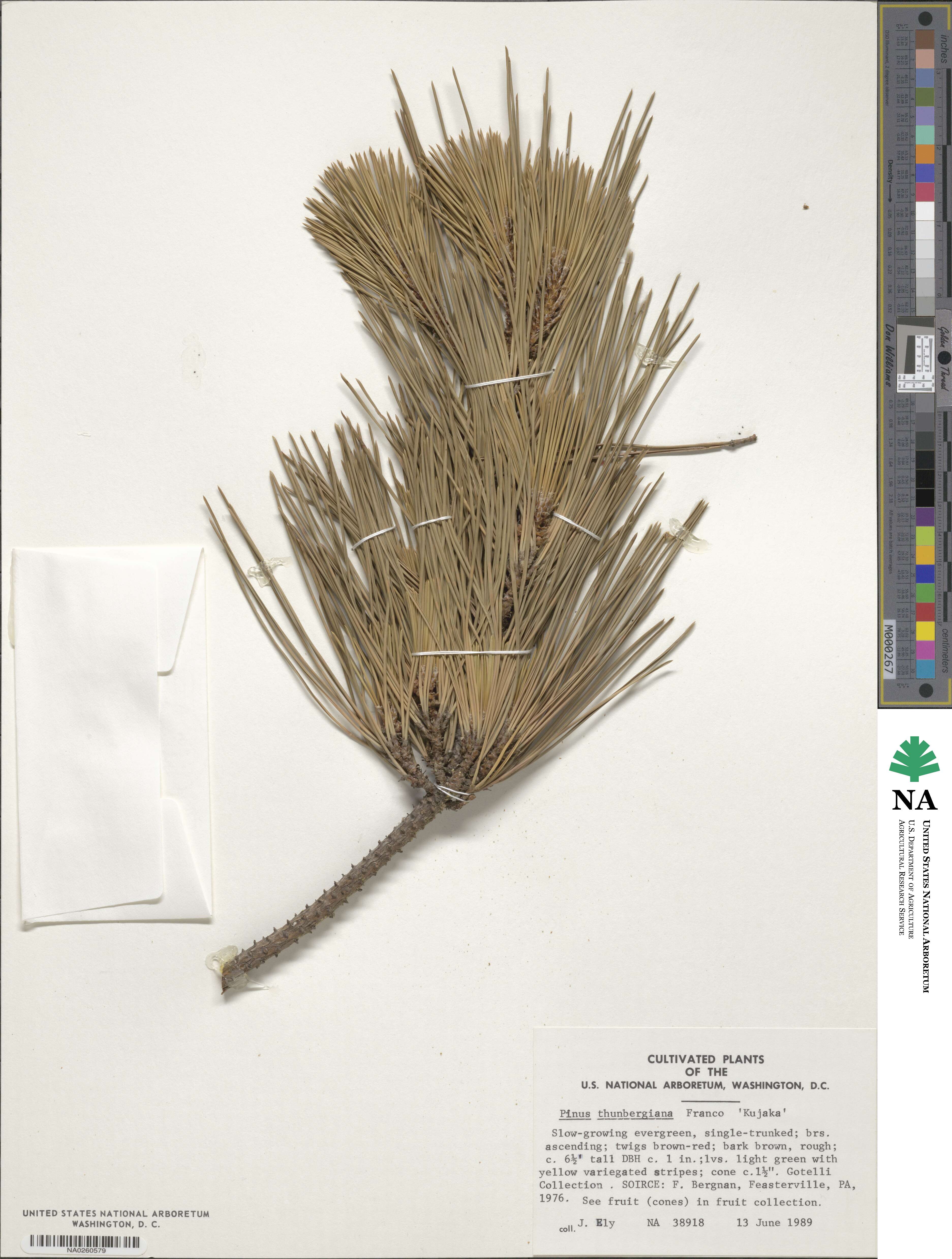 Pinus thunbergii image