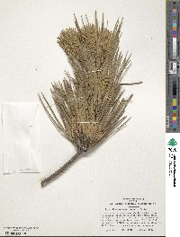 Pinus thunbergii image