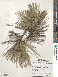 Pinus thunbergii image