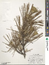 Pinus thunbergii 'Torafu' image