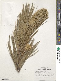 Pinus thunbergii image