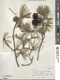 Pinus sylvestris image