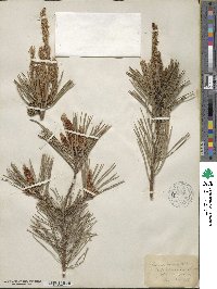 Pinus sylvestris image