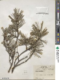 Pinus sylvestris image