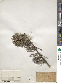 Pinus sylvestris image