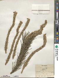 Pinus sylvestris image