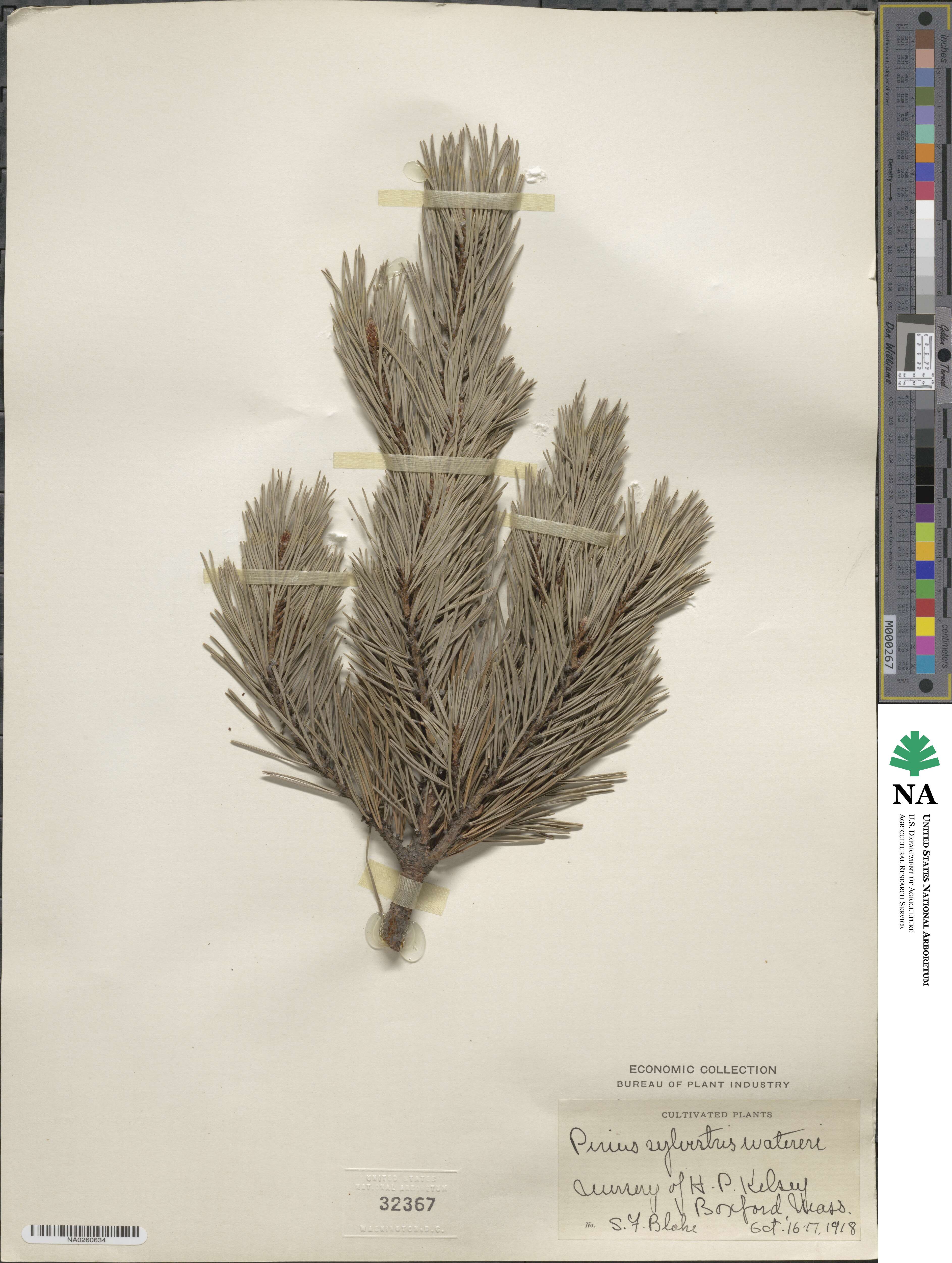 Pinus sylvestris image