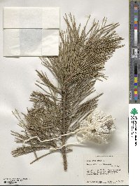 Pinus sylvestris image