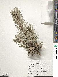 Pinus sylvestris image