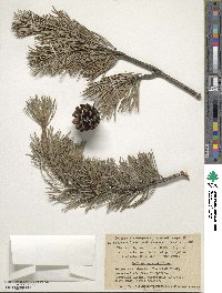 Pinus sylvestris image