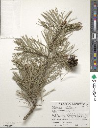 Pinus sylvestris image