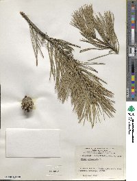 Pinus sylvestris image