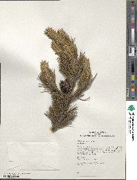 Pinus sylvestris image