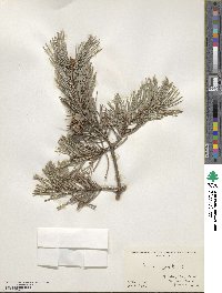 Pinus sylvestris image